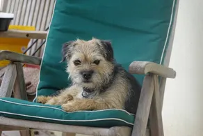 Agréable cottage adapté aux familles avec barbecue et jardin | Avec animaux acceptés - Image 3