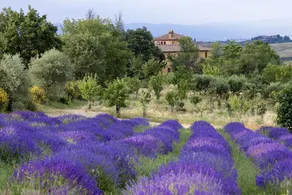 Agriturismo Podere Pratovecchio - Image 4