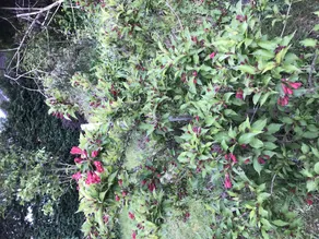 Appart' Les Cerises Proche De Strasbourg - Image 4