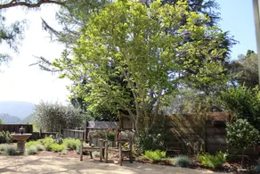 Pepper Tree Cottage - Image 4