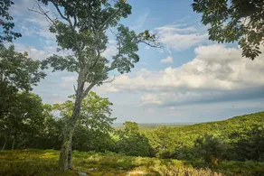 Tentrr Osa Trail - Image 5
