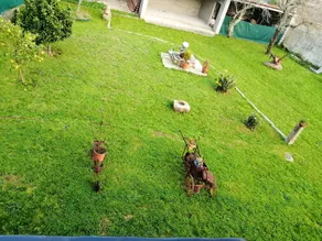 3 bedrooms house at A Sobreira - Image 2