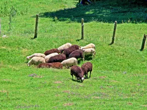 Geisler Zellberg in Zellberg - Image 2