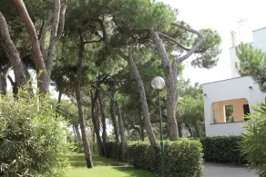 Giulivo A2 - Image 4