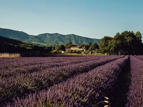 Mas De La Lance - Image 4