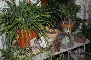 Dans Le Jardin De Marie - Image 4