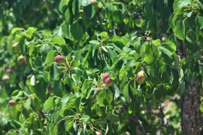 Agroturismo Sa Campaneta - Image 4