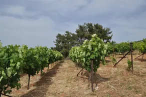 Farma Di Santolo - Image 3
