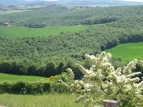 L'Albero Bianco - Image 3