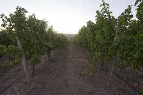 Barristers Block Vigneron's Villa - Image 4