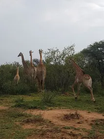 Elandsriver Lodge - Image 2