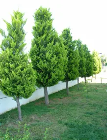Belek Golf Apartments - Image 3
