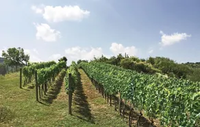 Podere Anteata - Image 3