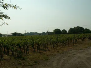 Au Coeur Du Medoc - Image 3