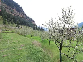 OYO 13697 Home Exotic Hill View Studio Naggar Road - Image 4