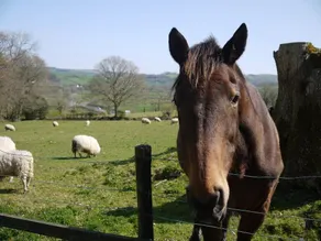 Cefn Bryn Farm & Cottages - Image 5