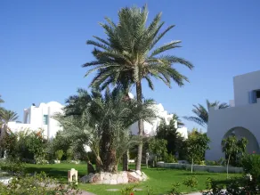 Menzel Dija - Image 5