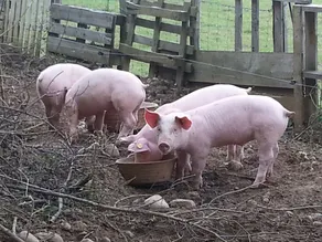 La Petite Ferme Des Vitoz - Image 2