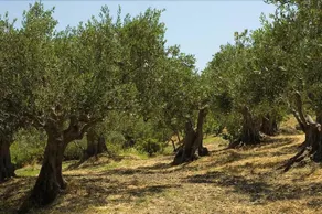 Rocca Dei Capperi - Image 4