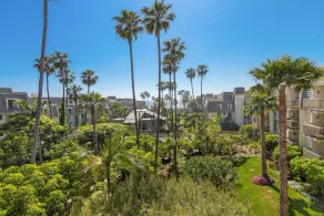 Pacific Palms - Image 5