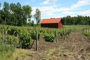 Blaxsta Vineyard - Image 5