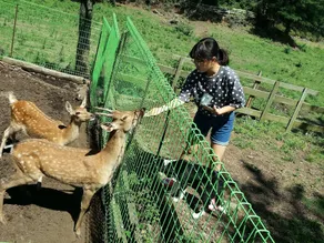 Jeju Yangtte Farm - Image 2