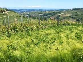 Azienda Agricola Rivetto - Image 4