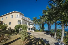 Tall Palms - Image 4