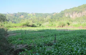 Farmstay At Pha Ma Chiangrai - Image 5