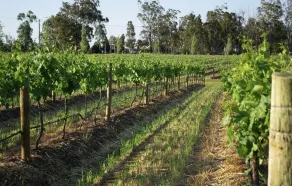 Renovated Cottage Aberdare Hunter Valley - Image 3