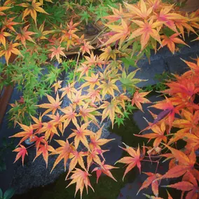 Yunokian - Image 3