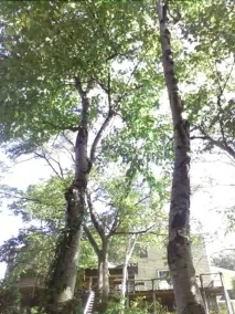Niseko Negula - Image 5