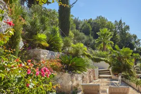 House Agave - Image 3