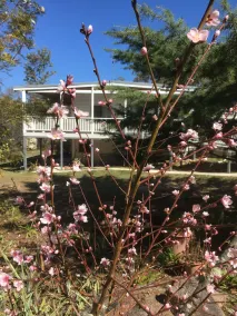 Glen Aplin Gardens B&B - Image 2