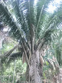 Mango Walk Inn - Image 3