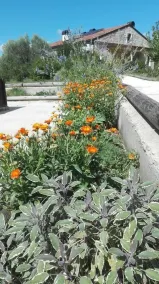 Fattoria Sociale Il Giardino Dei Ciliegi - Image 5