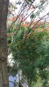 Lily Village - Image 2