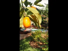 Hacienda de los Suenos - Image 4