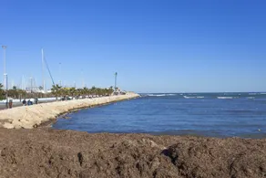 GUAYABA - Image 5