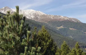 Larix - Image 2
