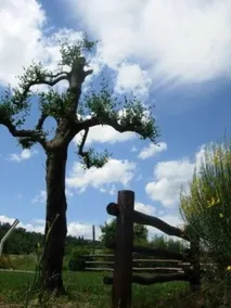 Poggio a Poppi - Image 3