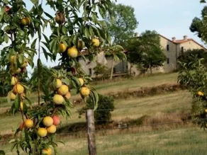 Poggio a Poppi - Image 4