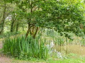 Cherry Tree - Image 2