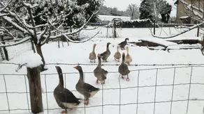 La Petite Ferme Des Vitoz - Image 5