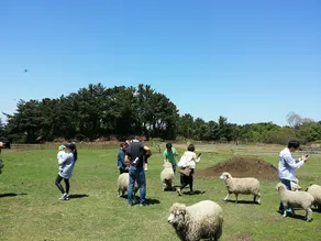 Jeju Yangtte Farm - Image 4