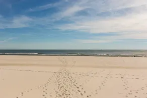Royal Gulf Beach & Racquet Club #5816 (Formerly Gulf Shores Plantation Dunes #5816) - Image 3