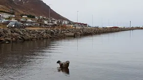 Landakot Sigló - Image 4