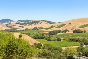 2br Wine Country Gem W/ Large Backyard 2 Bedroom Home - Image 4