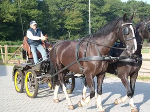 Horsetellerie Rheezerveen - Image 5