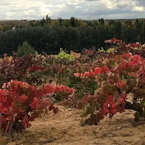 Senorio De Velez - Image 3